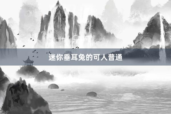 迷你垂耳兔的可人普通